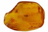 Fossil Hairy Moth (Lepidoptera) in Baltic Amber #170063-3
